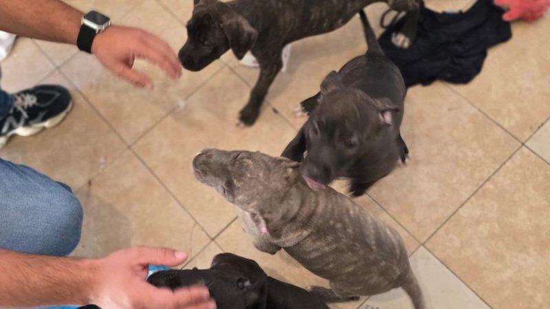 Фото: пресс-служба полиции