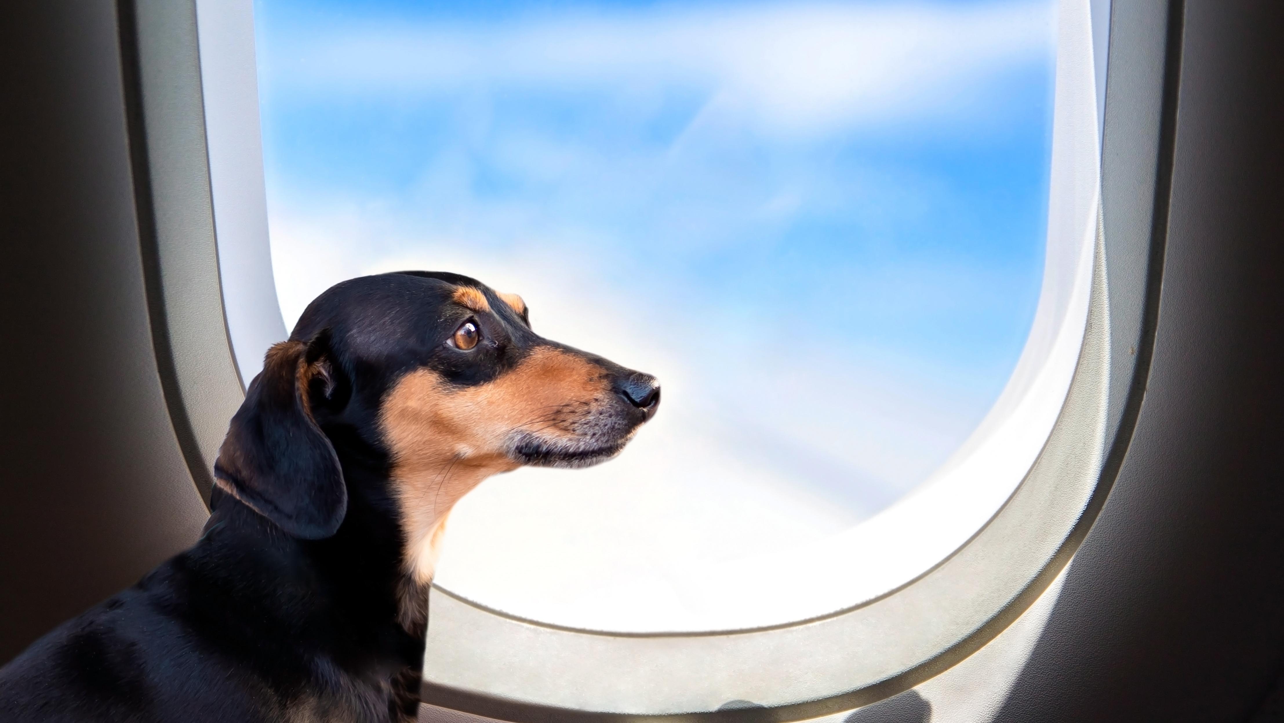 לטוס עם חיית המחמד. צילום: Shutterstock