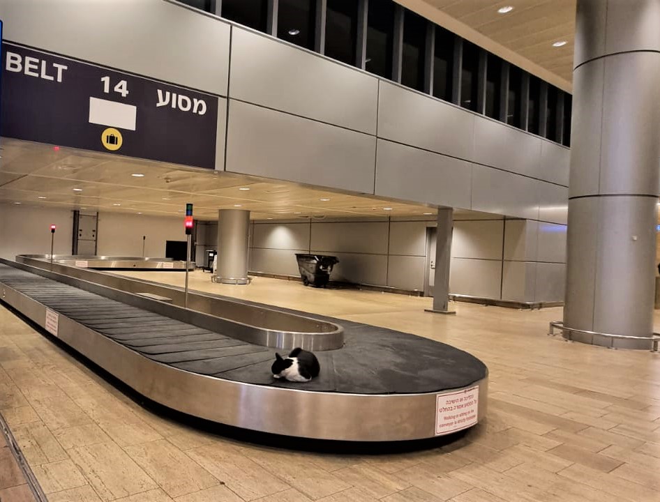 חתול בשדה התעופה בן גוריון על מסוע מזוודות. צילום: ספיר פרץ