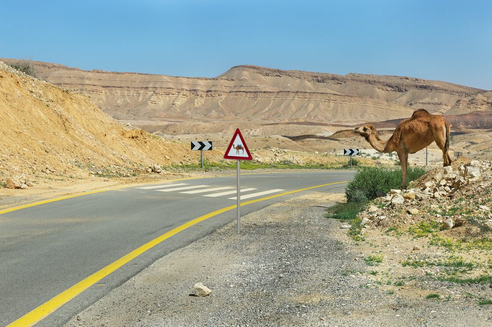 צילום: shutterstock