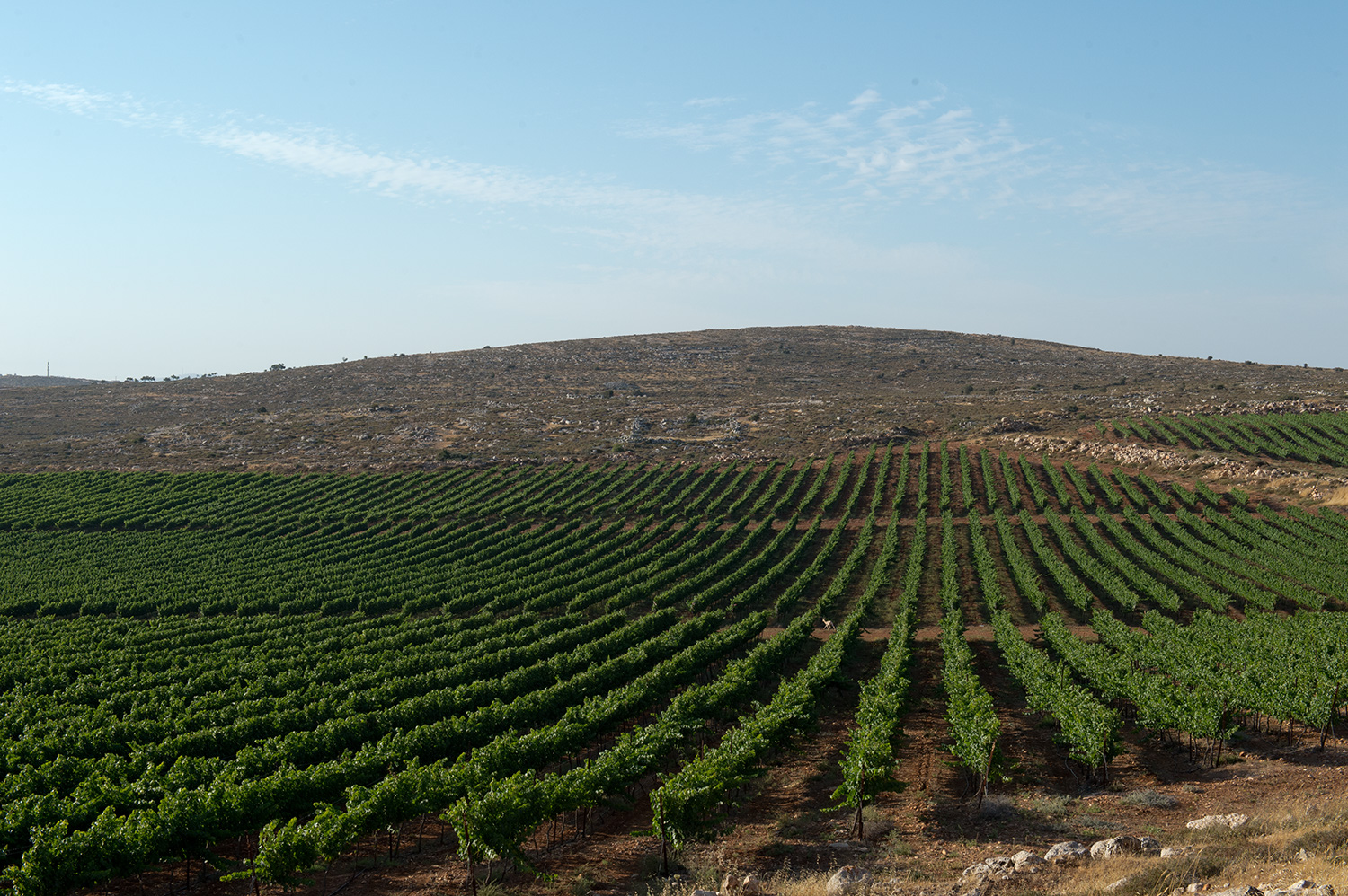 כרמים במטה יהודה, צילום: שחר כהן
