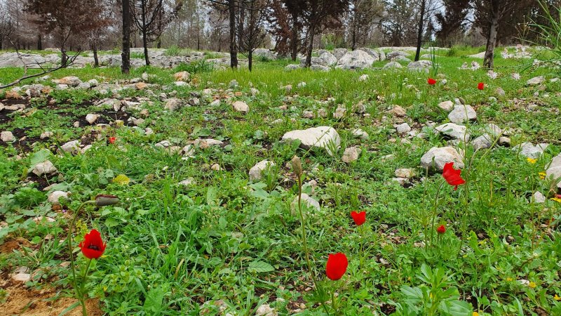 פארק שוהם. צילום: ספיר פרץ פארק שוהם. צילום: ספיר פרץ