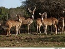 יער האיילים. צילום: סיון פרג