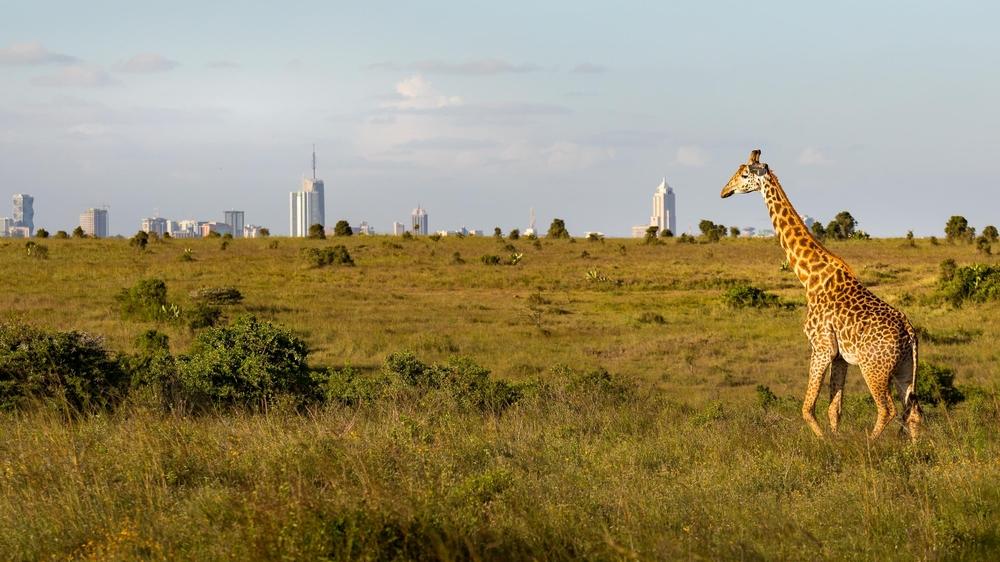 14 weekly flights to Nairobi. Etihad. Photo: Shutterstock