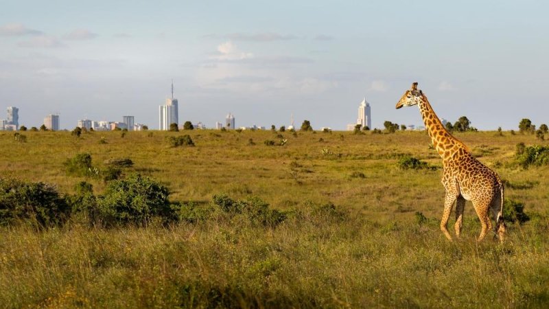 14 weekly flights to Nairobi. Etihad. Photo: Shutterstock