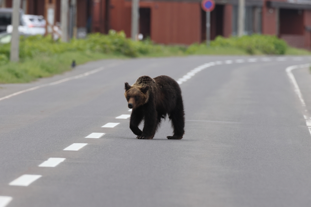 A bear in Hokkaido, Japan. Photo: Shutterstock