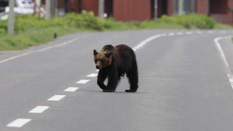 A bear in Hokkaido, Japan. Photo: Shutterstock