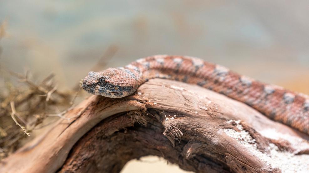 נחשים בישראל. צילום: Yossef Zilberman, shutterstock