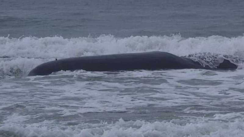 Фото: Эвитар Бен Ави