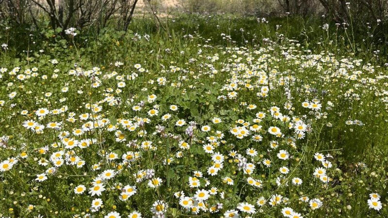 Фото: Джамиль Атраш, Управление природы и парков
