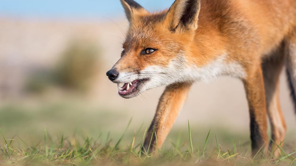 כלבת. צילום: Shutterstock