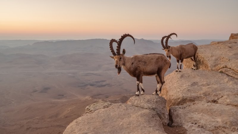 צילום: shutterstock צילום: shutterstock