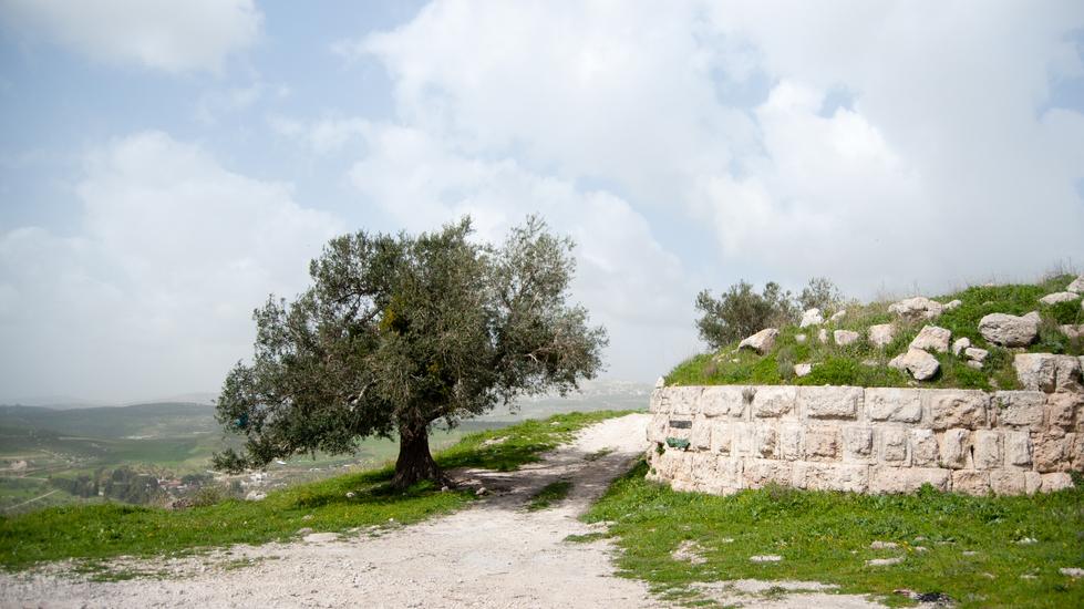 גן שומרון. צילום: Shutterstock
