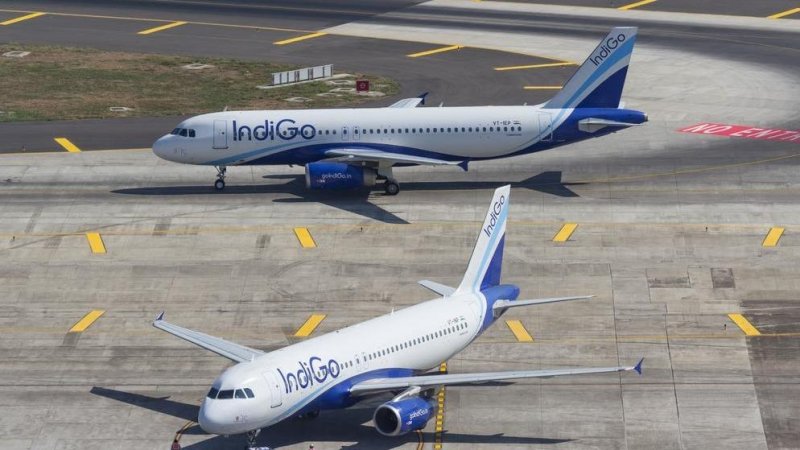 "Back to business." Indigo. Photo: Shutterstock