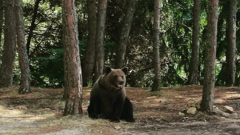 Bear on Transalpina. Photo: Alex Igna 