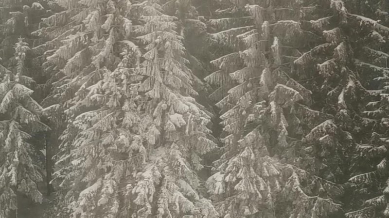 Winter storm. Photo: Alex Igna 