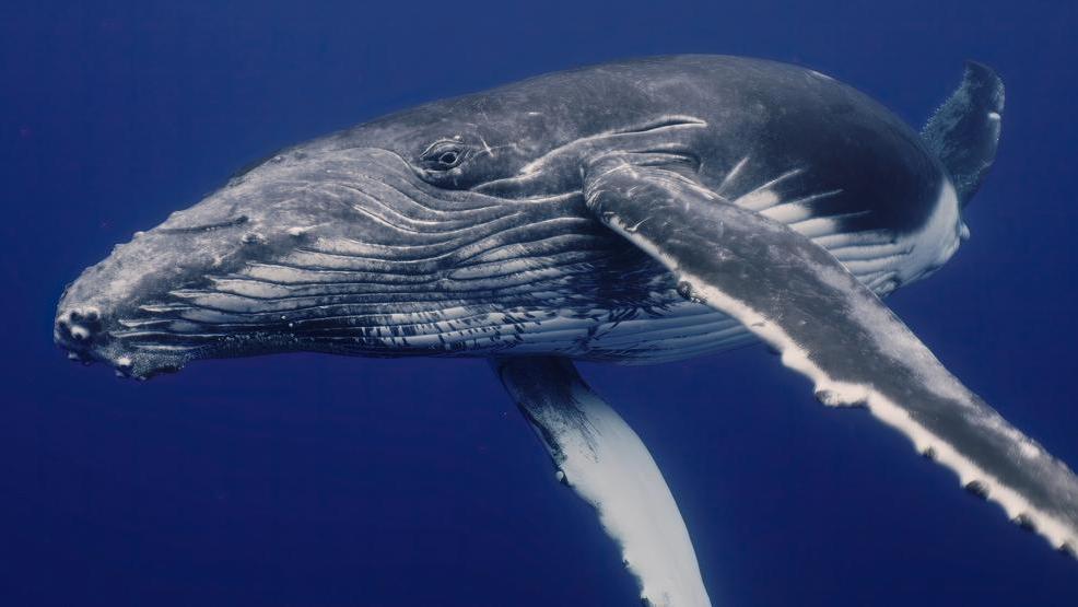 Photo: Shutterstock