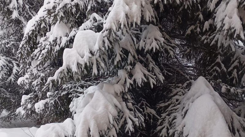 Snow. Photo: Alex Igna