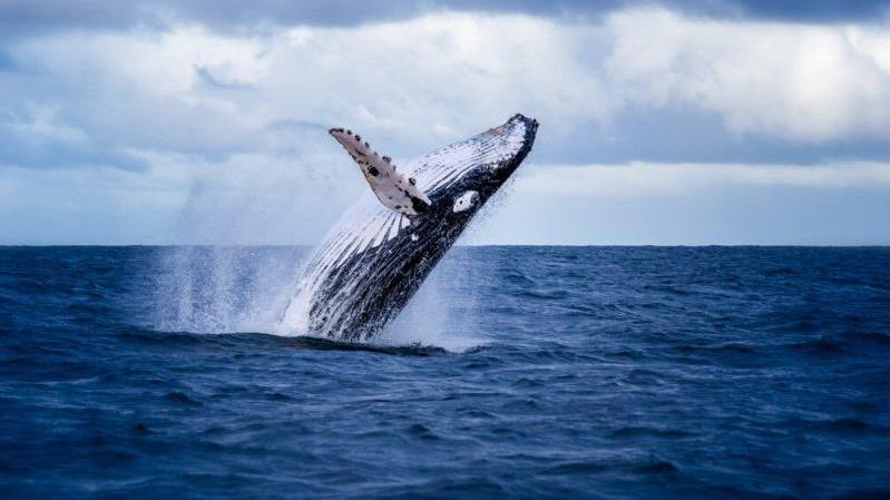 Whale. Photo: Shutterstock, Nico Faramaz