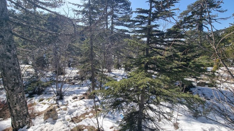 Snow among pine trees, Troodos Mountains, Cyprus. Photo: Sapir Peretz