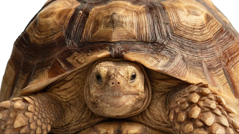 Credit: Shutterstock