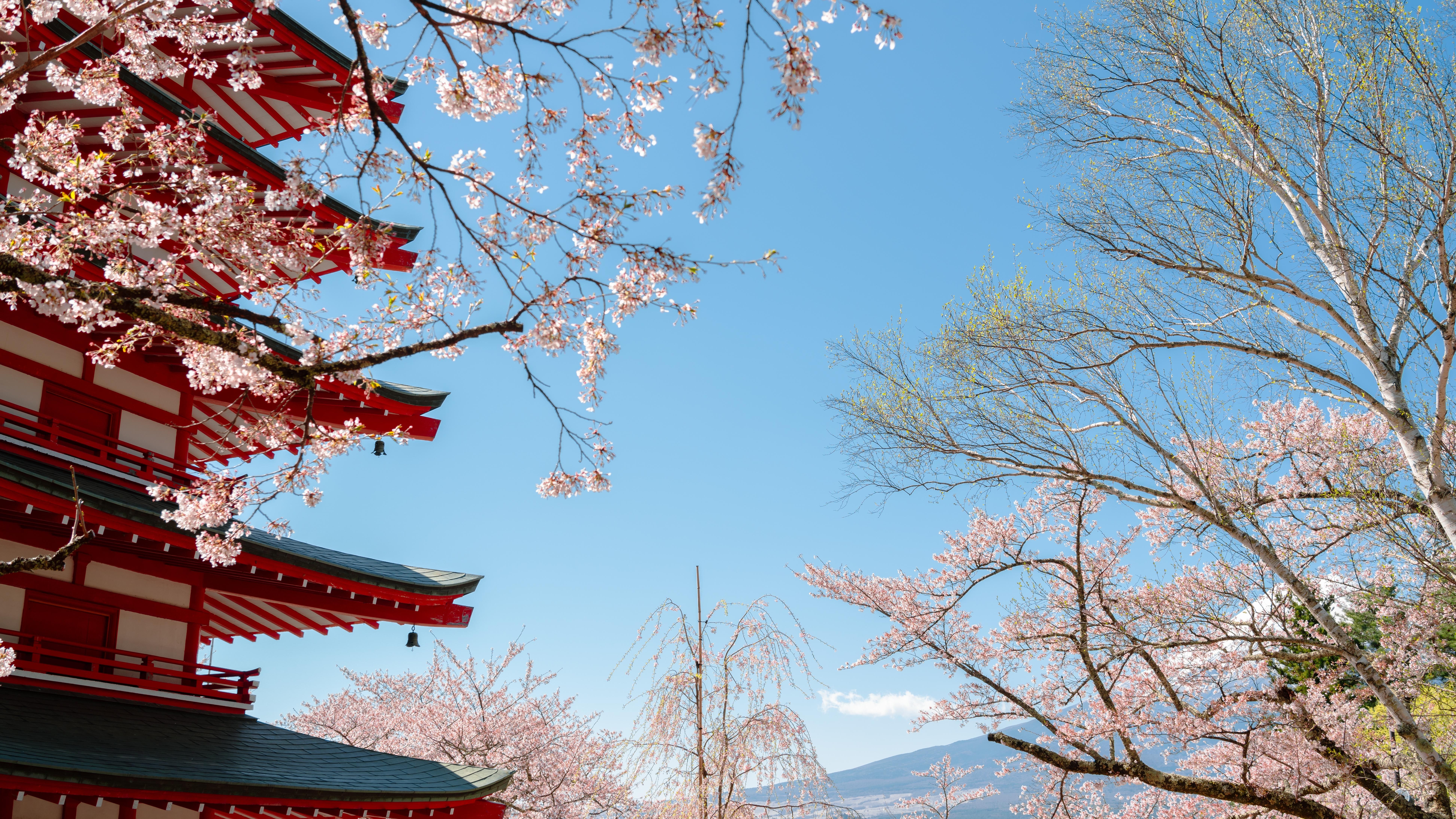 Arakurayama Sengen Park Cherry Blossom Festival. Photo: Sanga Park / Shutterstock