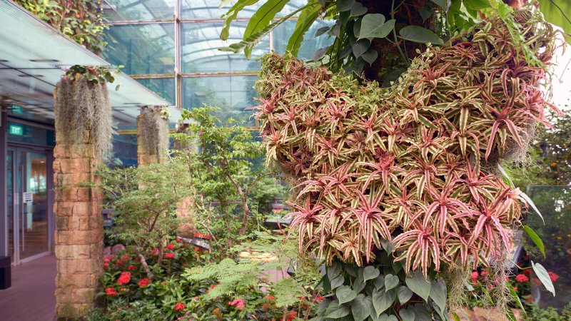 Butterfly Garden at Singapore Changi Airport. Photo: Sorbis / Shutterstock