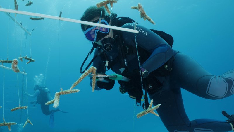 Coral transplantation in the Bahamas. Photo: MSC Marine Conservation Foundation PR