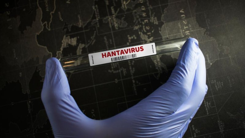 Hantavirus. Photo: Shutterstock