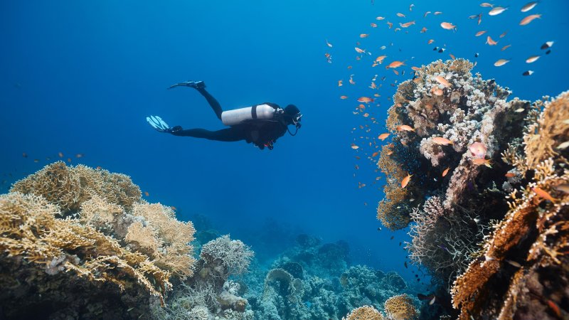 5 Italian divers die in the Maldives. Photo: Shutterstock