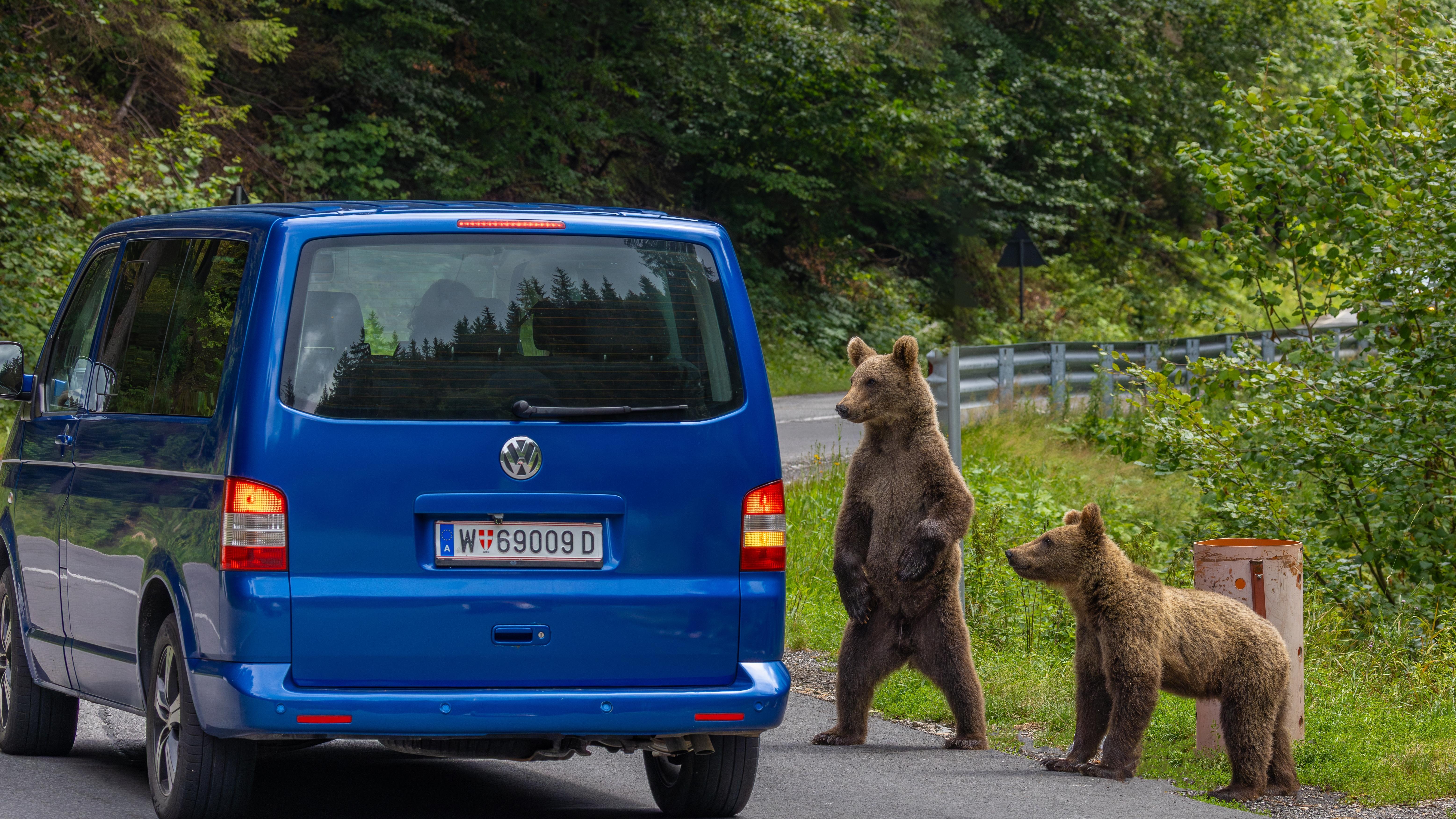 Bears in Romania. Photo: Sebastian_Photography / Shutterstock.com 