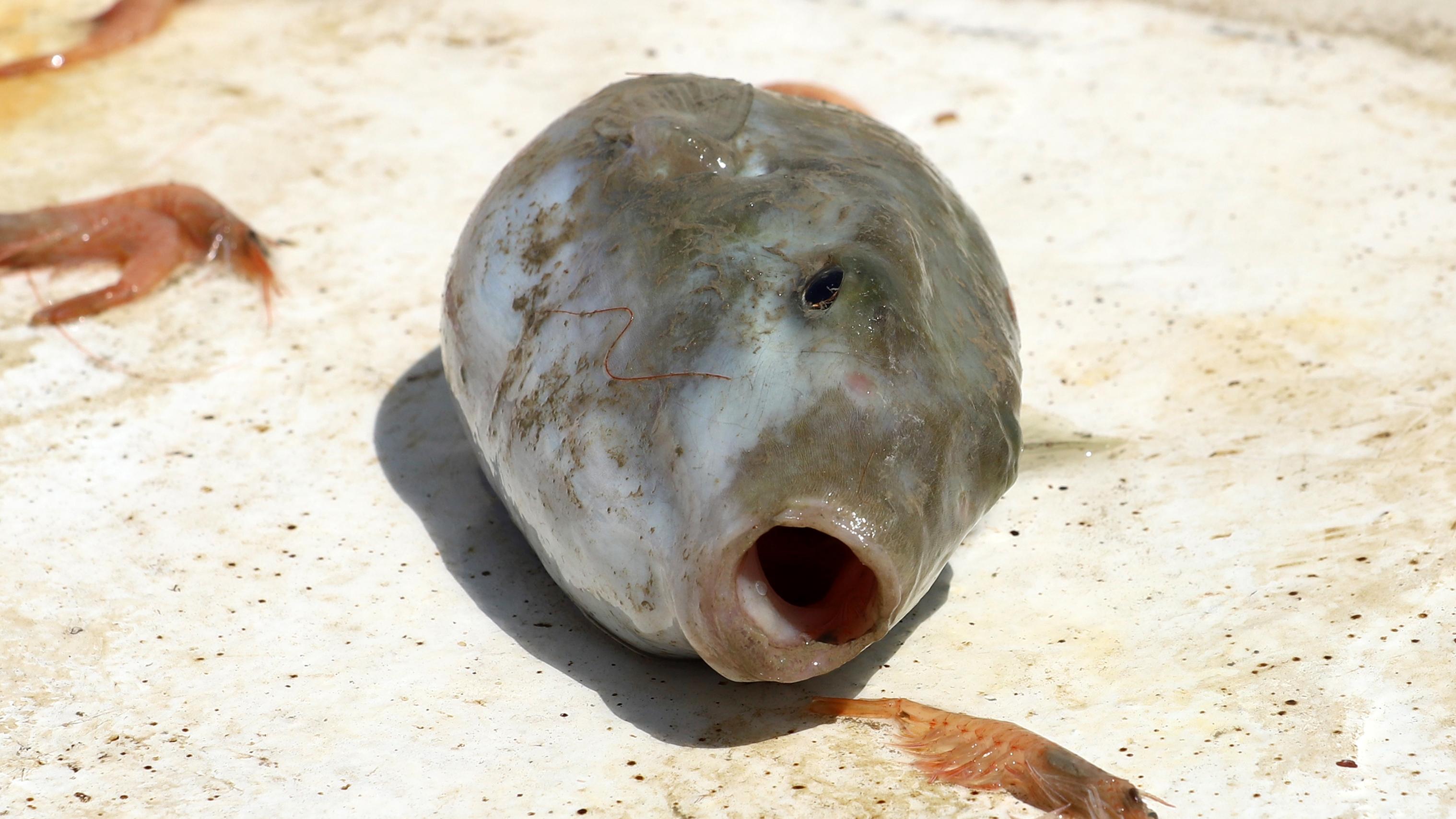 Silver-cheeked toadfish. Photo: Shutterstock
