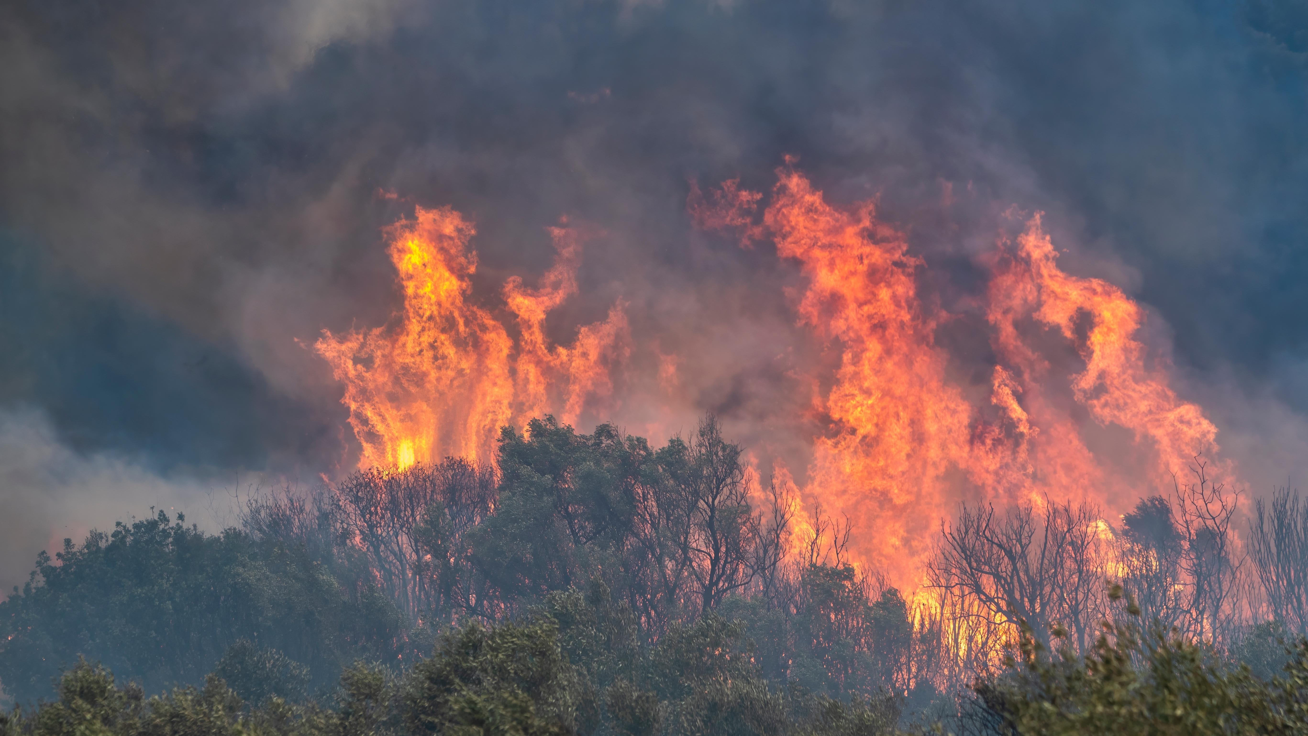 Wildfire in Greece. Photo: Shutterstock
