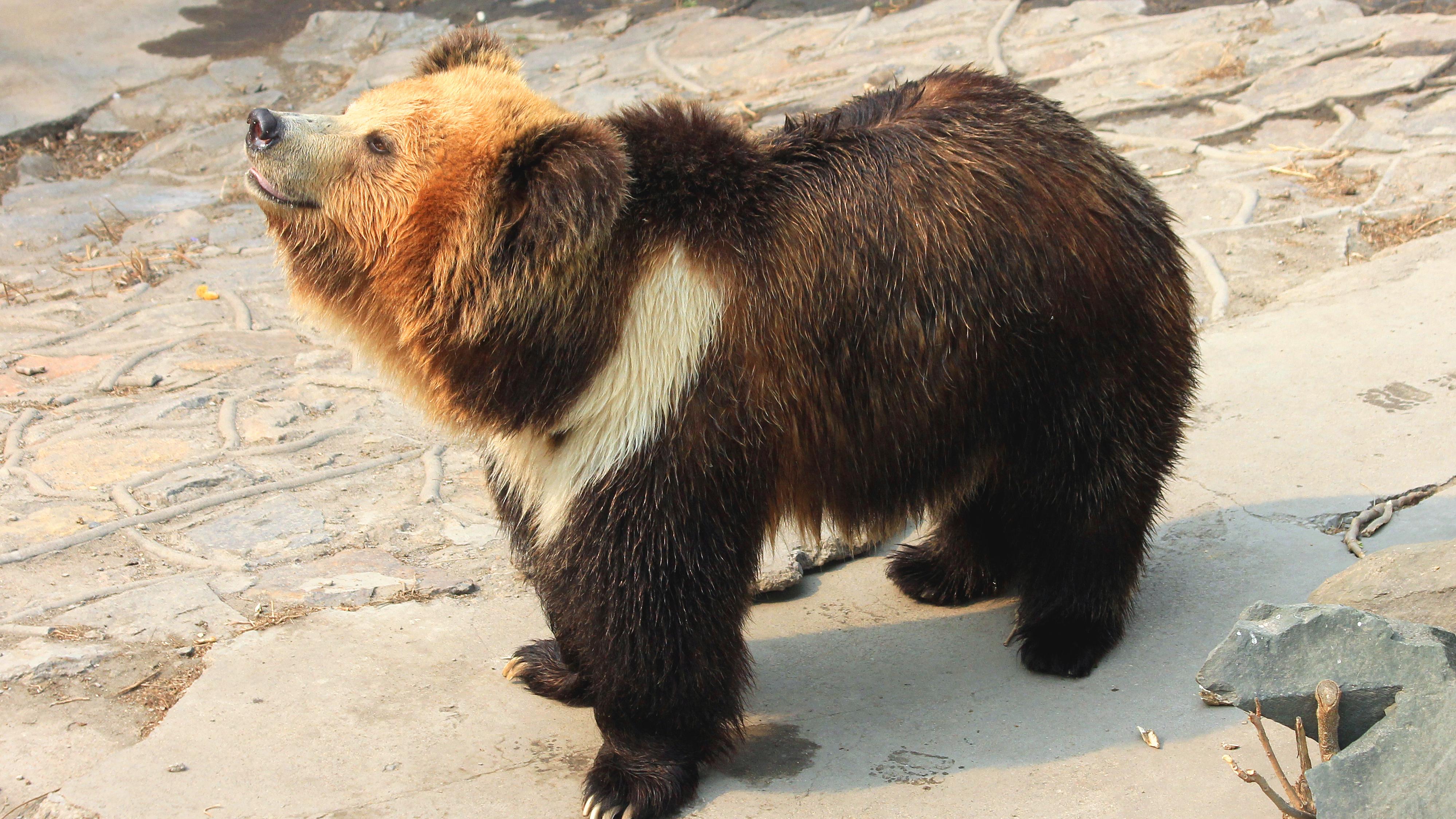 A Tibetan brown bear walked into a hotel and opened a guest room. Photo: Shutterstock