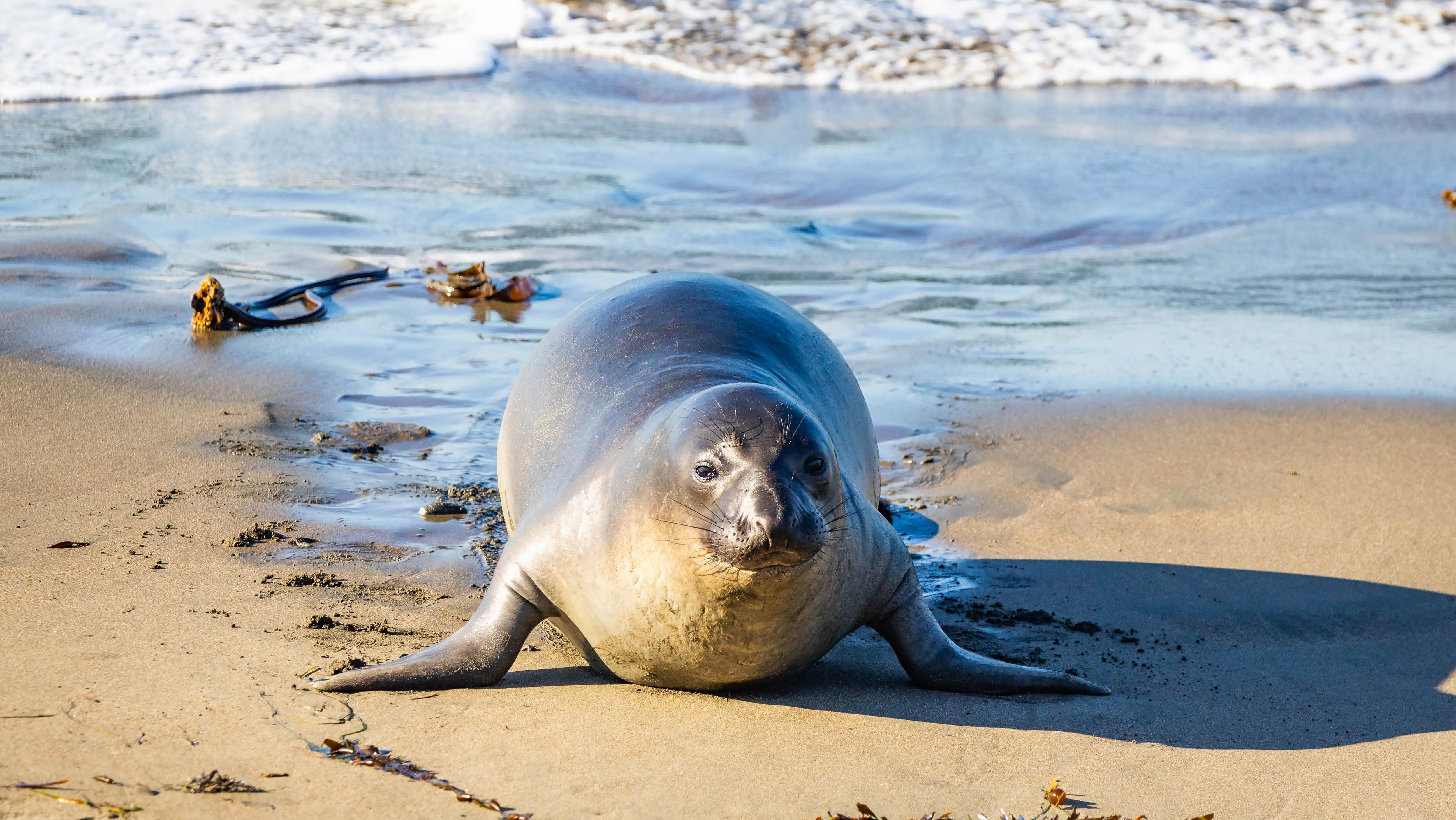 Neil the Seal returns to sea after two-month stay on Tasmania Beach. Photo: Shutterstock
