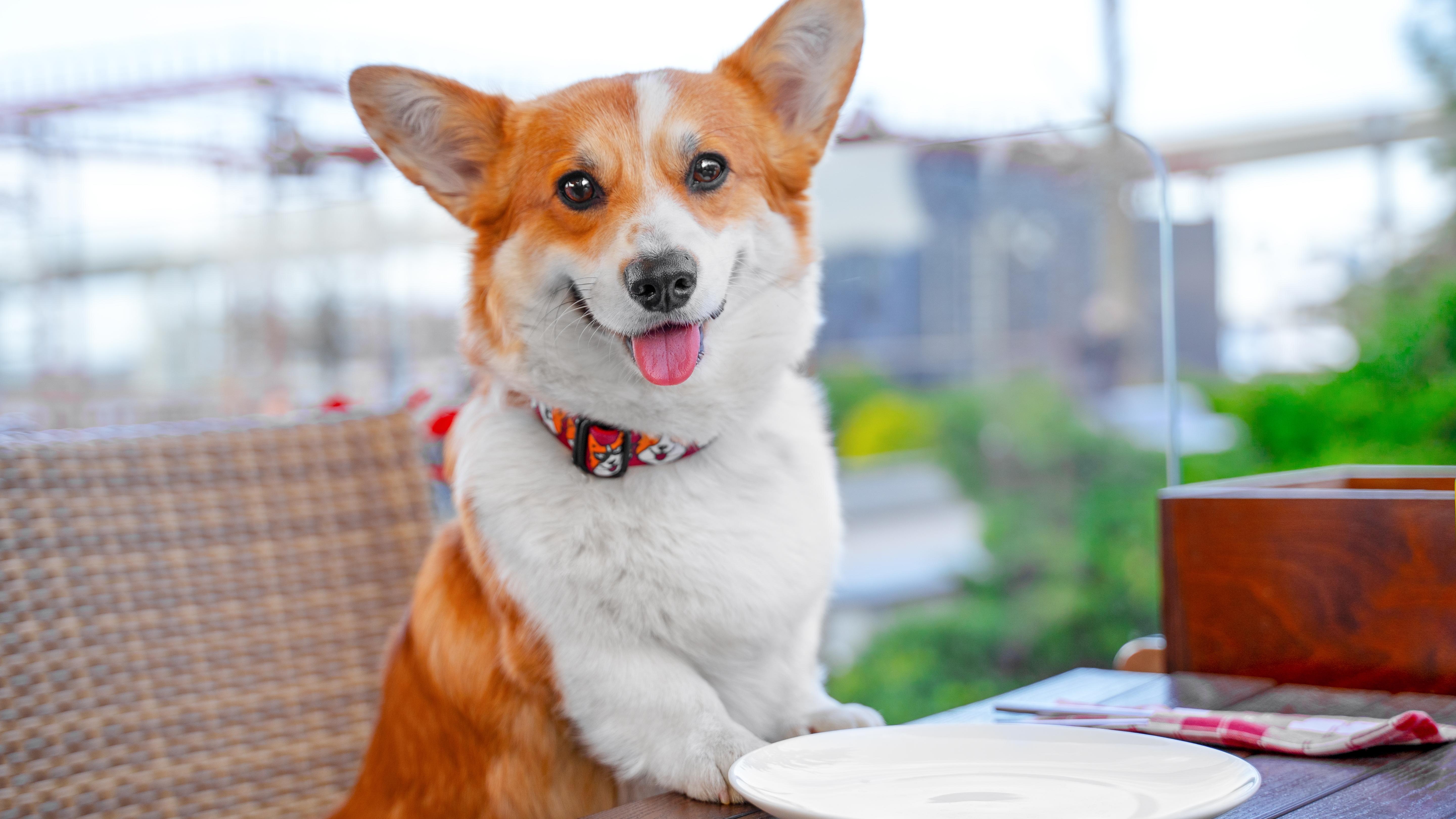 Hong Kong allows dogs in 1,000 restaurants. Photo: Shutterstock