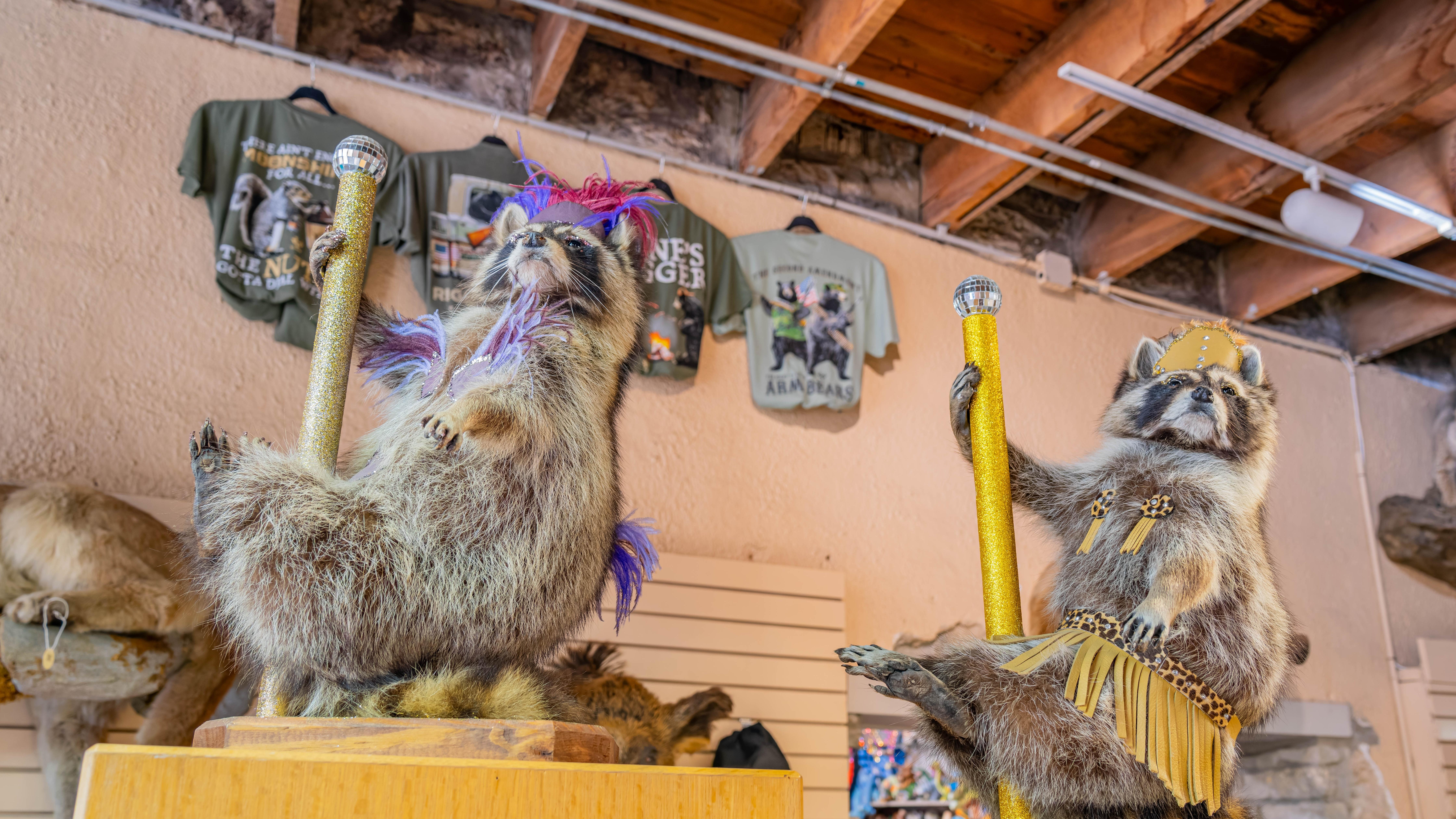 TSA approves taxidermy raccoons. Photo: Kit Leong / Shutterstock.com