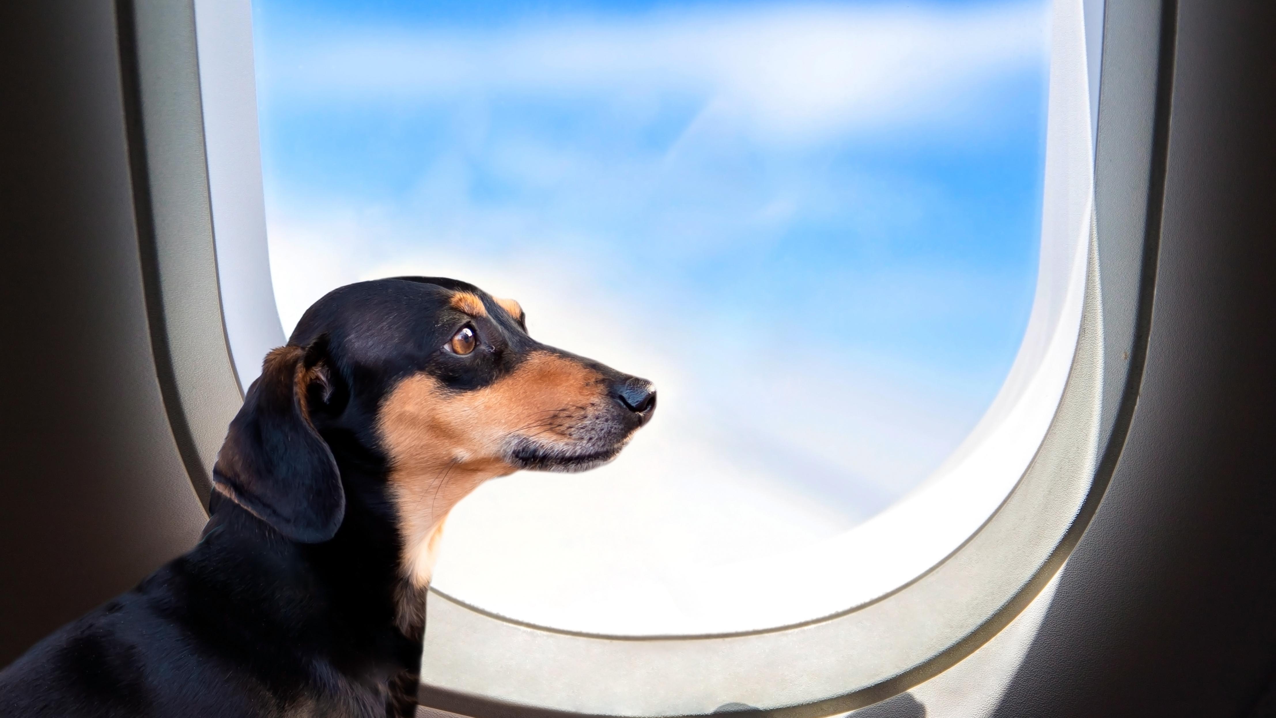 Dog accompanies owner on flight. Photo: Shutterstock
