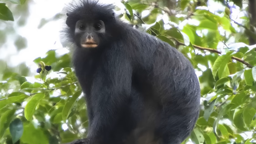 New monkey species. Photo: Florida Atlantic University/YouTube video