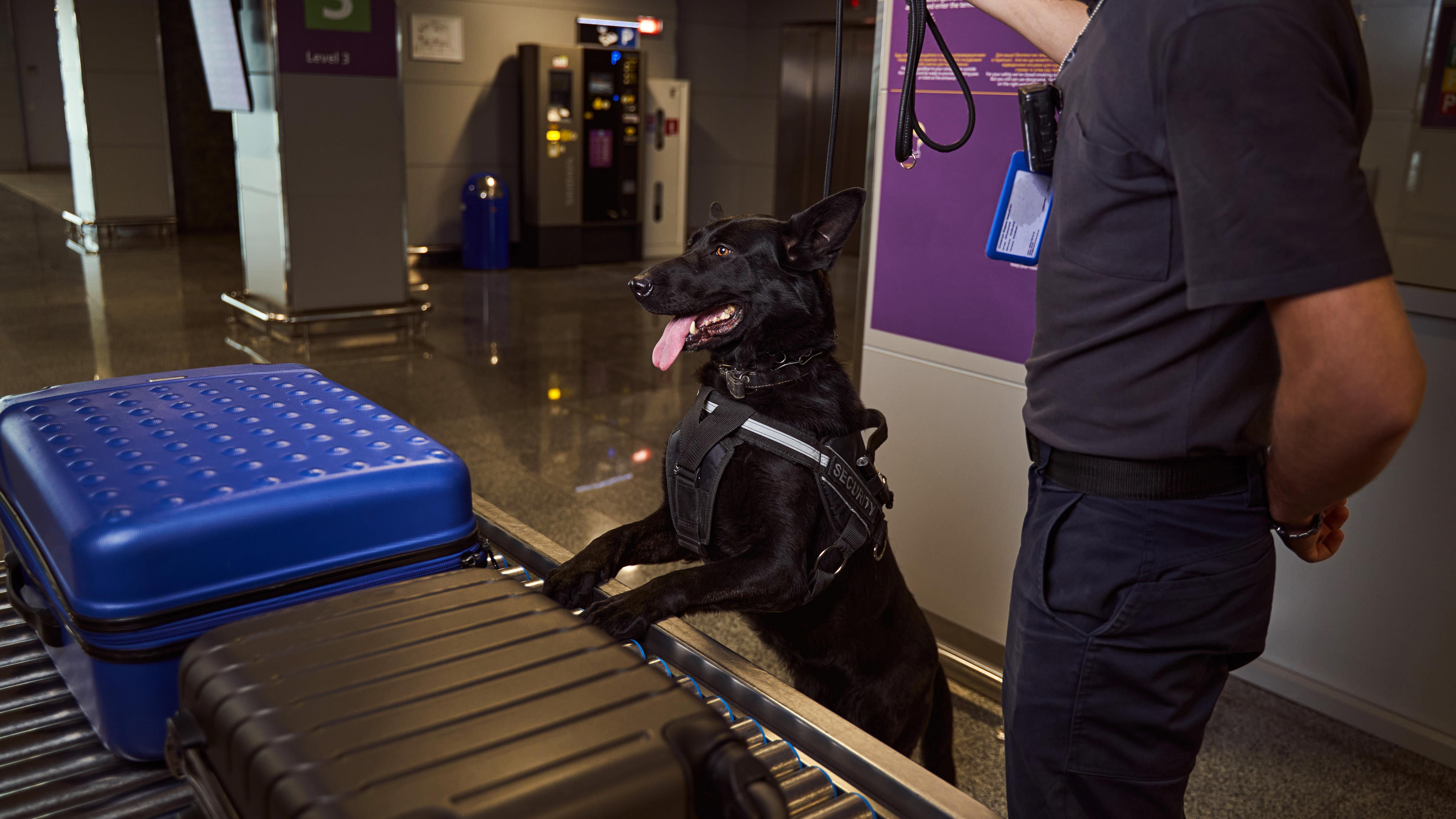 Thailand intensifies airport drug crackdown. Photo: Shutterstock