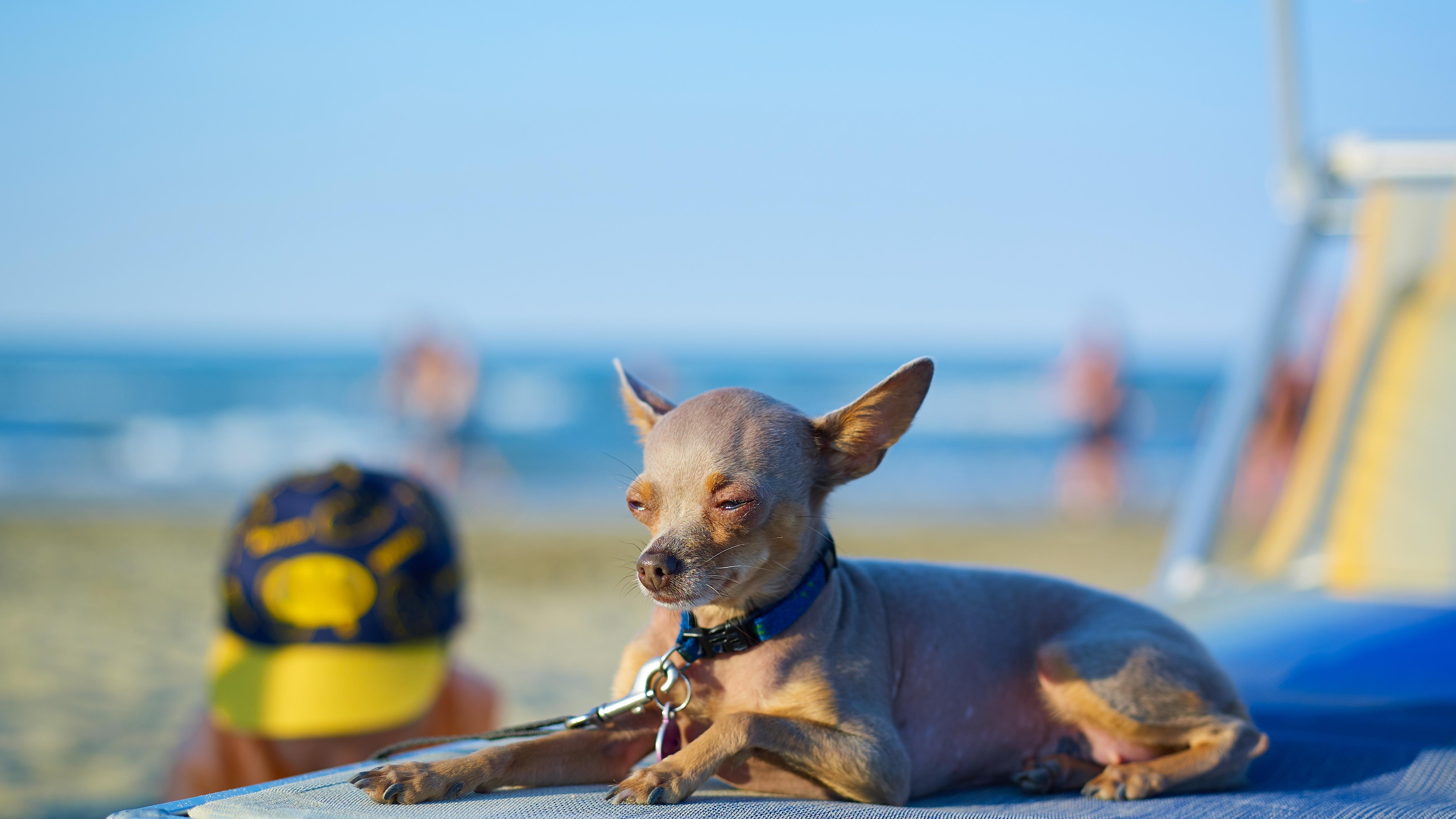 Dog at the beach. Photo: Shutterstock