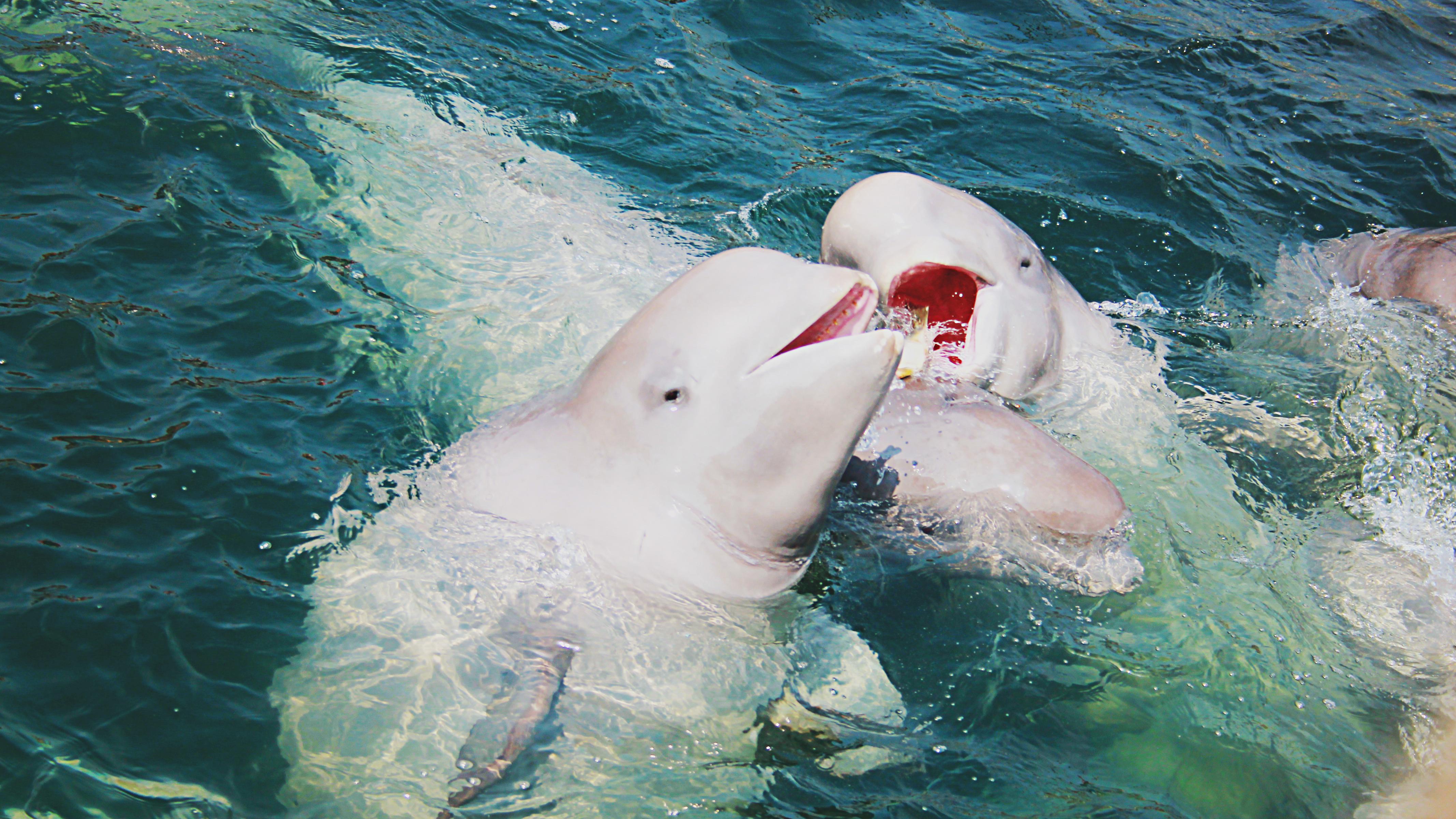 Beluga whales. Photo: Shutterstock