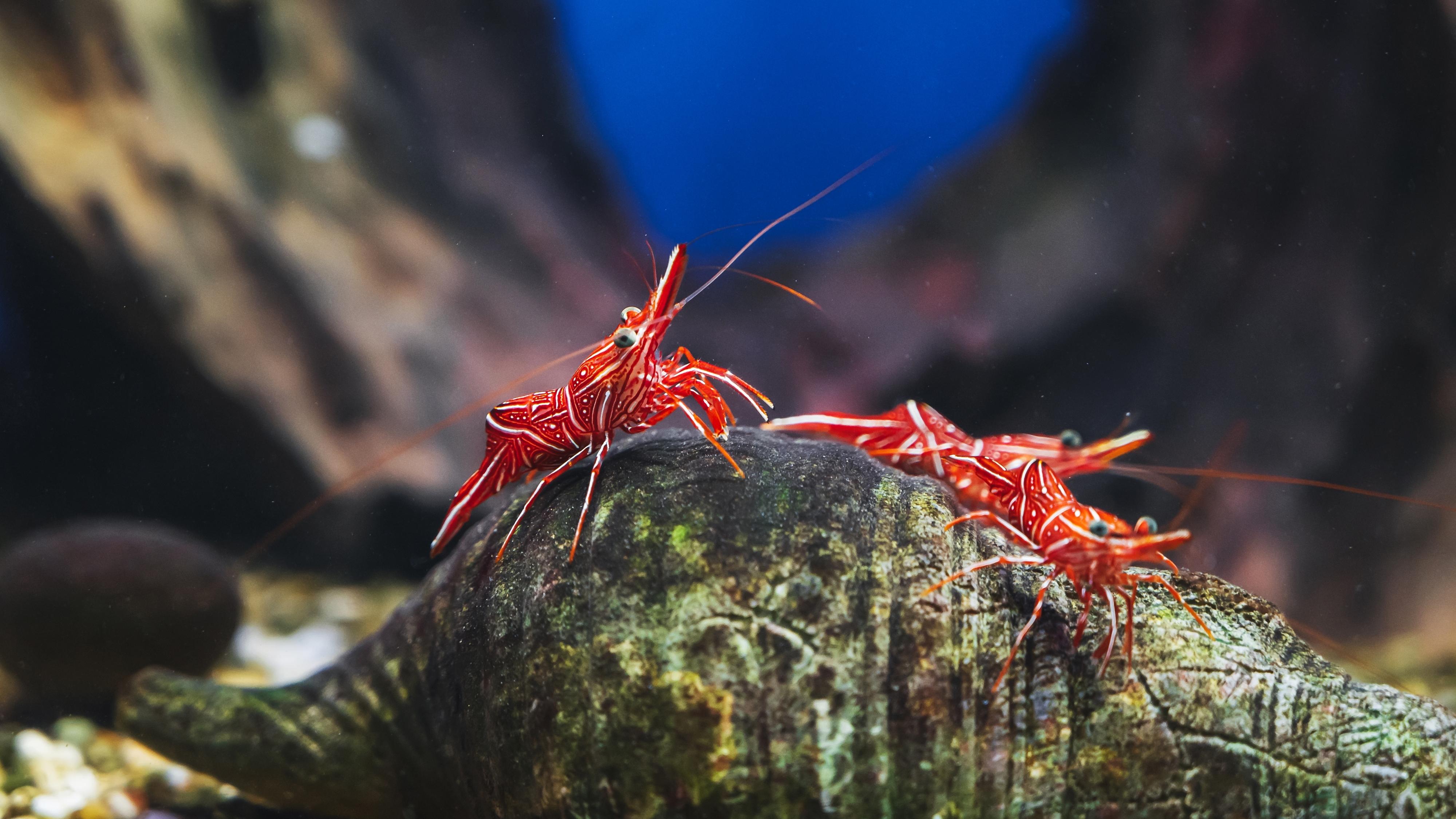 Shrimp migration in Thailand. Photo: Shutterstock 