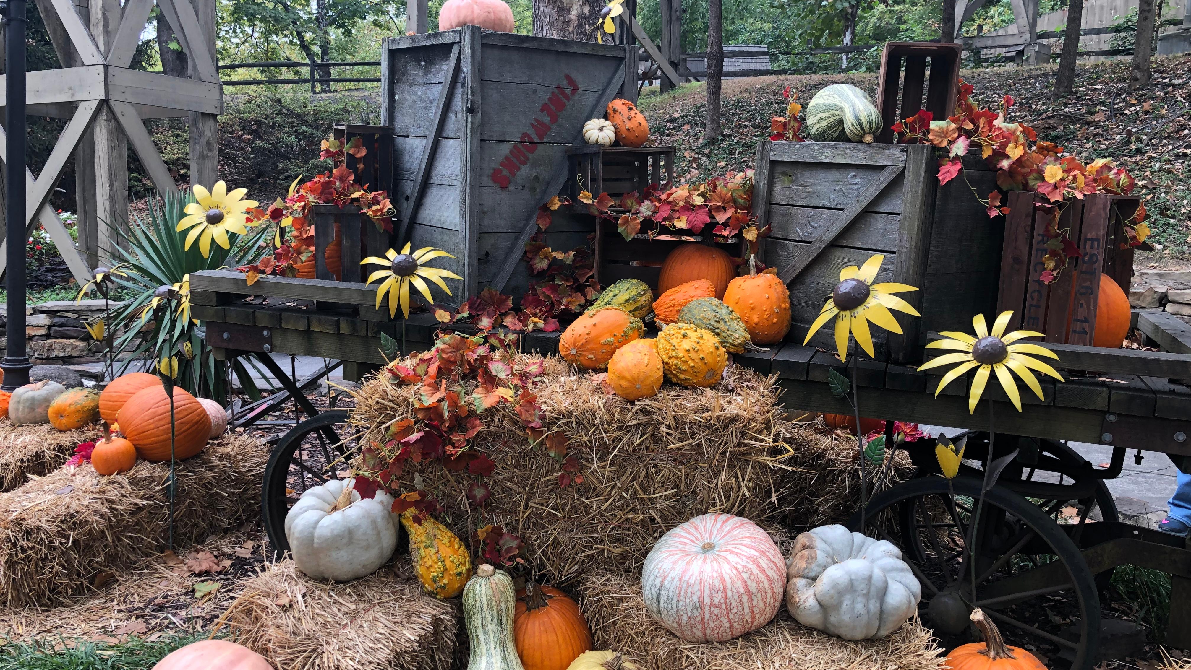 Pumpkin festival. Photo: Shutterstock