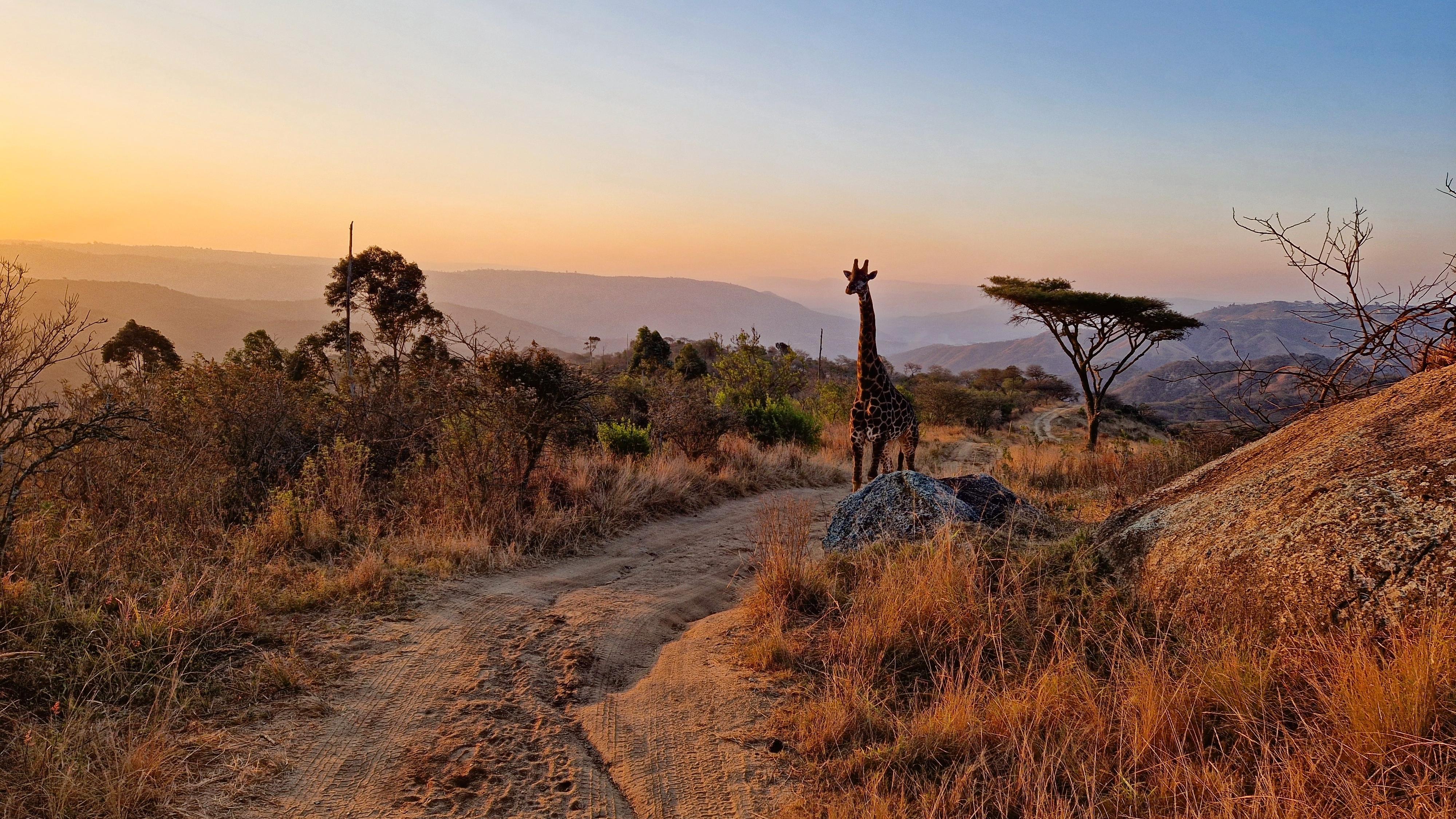 Safari in Durban. Photo: Shutterstock 
