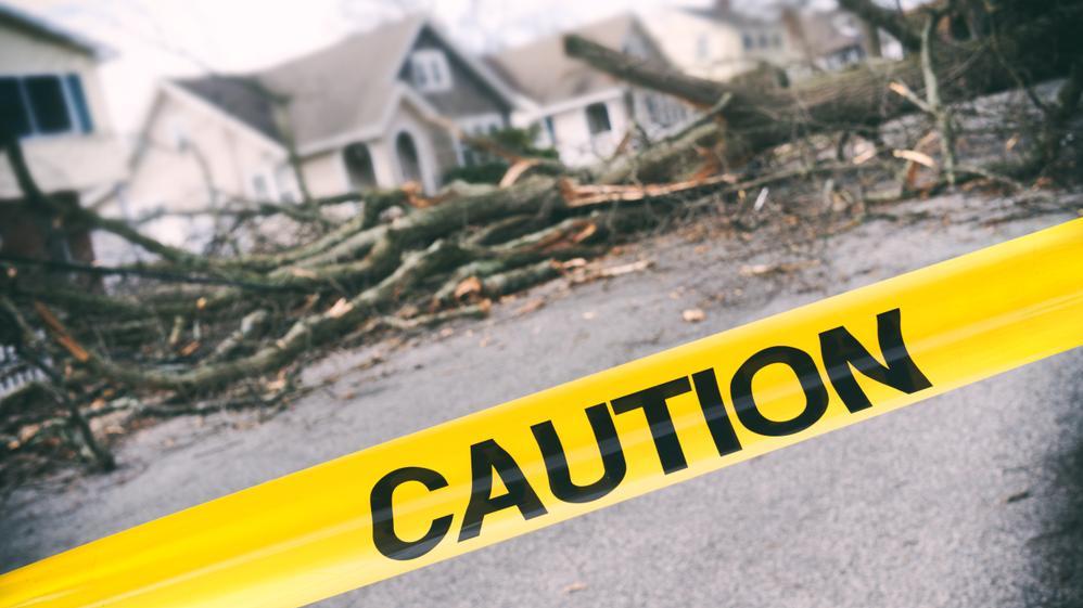 More than 1,000 trees fell across New York (illustration). Photo: Shutterstock
