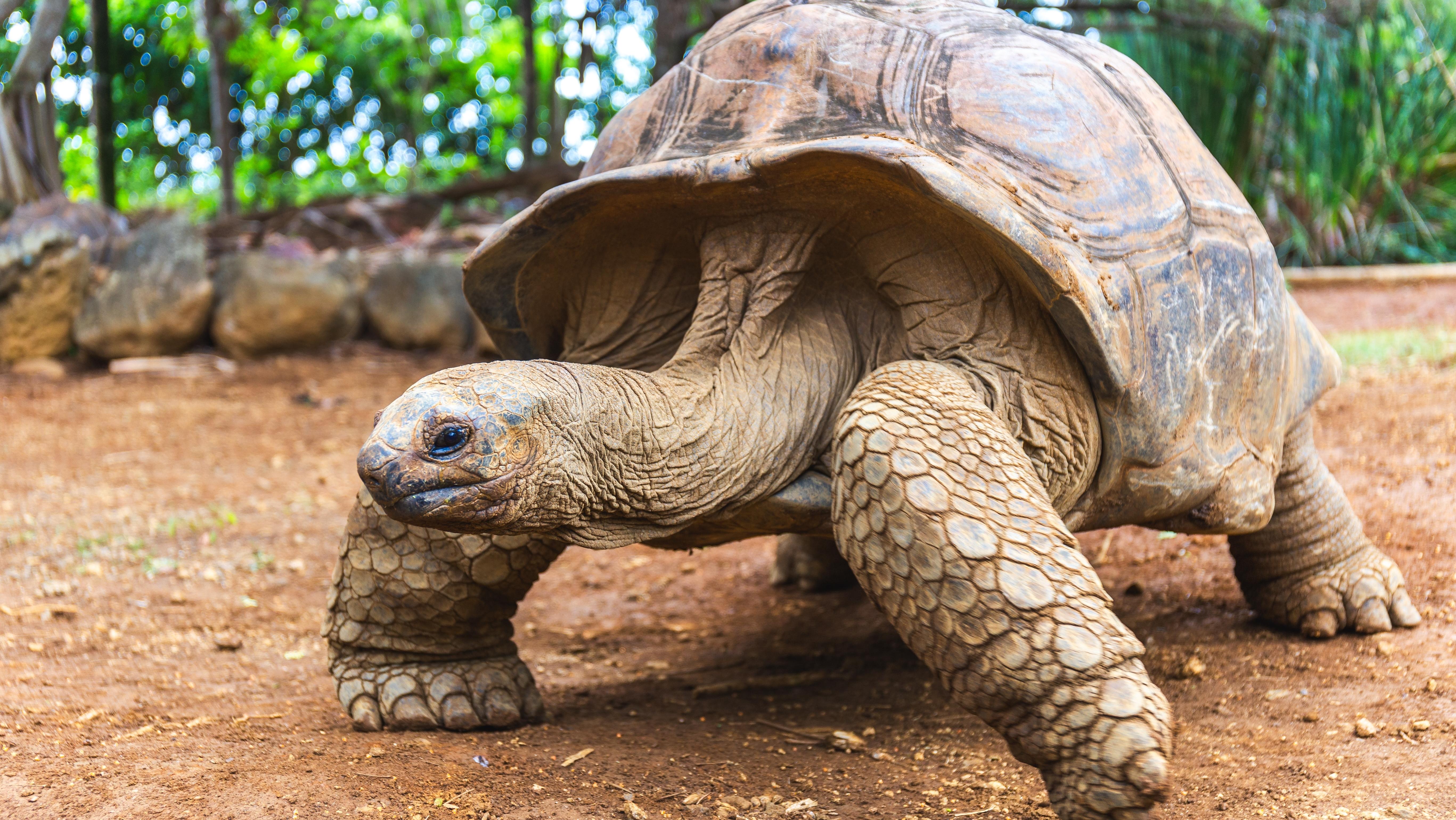 Giant Aldabra turtoise. Photo: Shutterstock