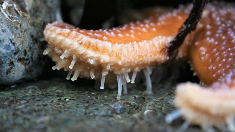 כוכבי ים. צילום: shutterstock