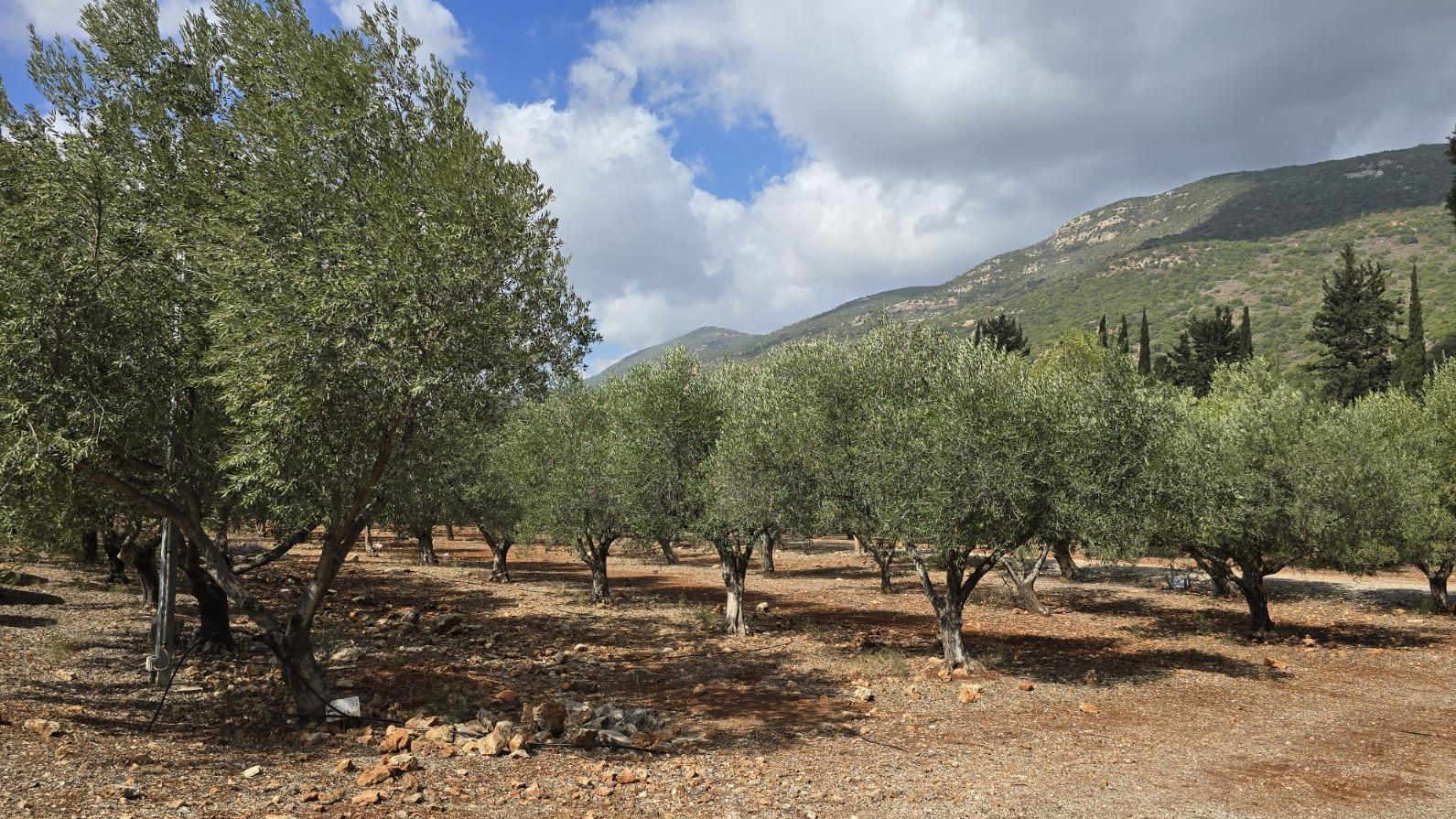 פסטיבל הזית חוזר. צילום: סטודיו A