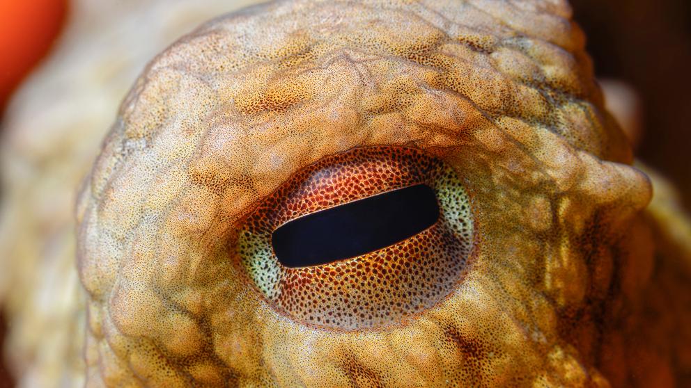 טורף על. צילום: Osman Temizel, shutterstock